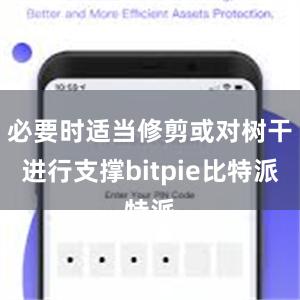   必要时适当修剪或对树干进行支撑bitpie比特派